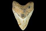 Huge, Fossil Megalodon Tooth - North Carolina #124951-1